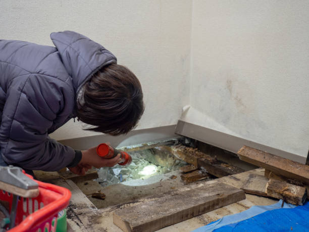 Best Basement Mold Removal  in Homestead Meadows South, TX